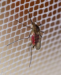 Insektenschutz Sowka